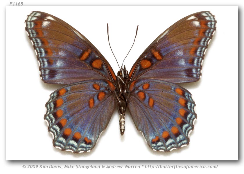 Limenitis arthemis astyanax (verso, variation, Jackson Co Merrillan off Route K, WI) (Internet Image property of respective owner, non-commercial use only)
